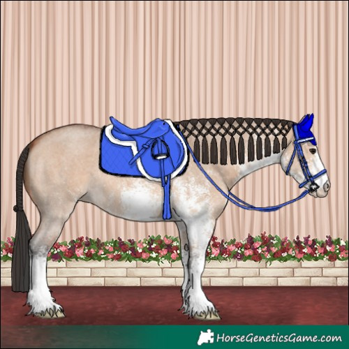 Horse Color:White Spotted Bay Dun 
