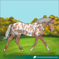 Horse Color:Silver Classic Champagne Appaloosa Rabicano 