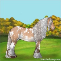 Horse Color:White Spotted Silver Bay Dun Rabicano 