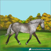 Horse Color:Gray Silver Buckskin Dun 