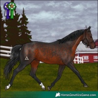 Horse Color:Brown 