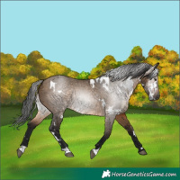 Horse Color:Gray White Spotted Brown Dun