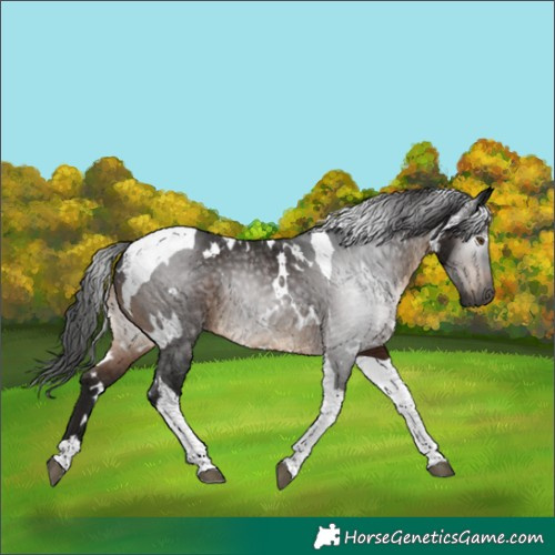 Horse Color:Gray White Spotted Brown Tobiano 