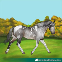 Horse Color:Gray White Spotted Brown Tobiano 