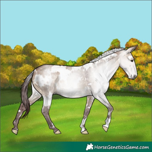Horse Color:Gray White Spotted Chocolate Brown Dun
