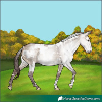 Horse Color:Gray White Spotted Chocolate Brown Dun 