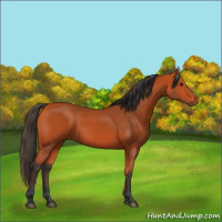 Horse Color:Bay 