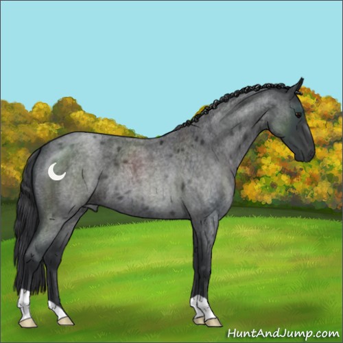 Horse Color:Blue Roan 