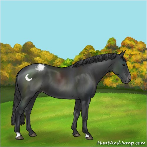 Horse Color:Black Appaloosa 