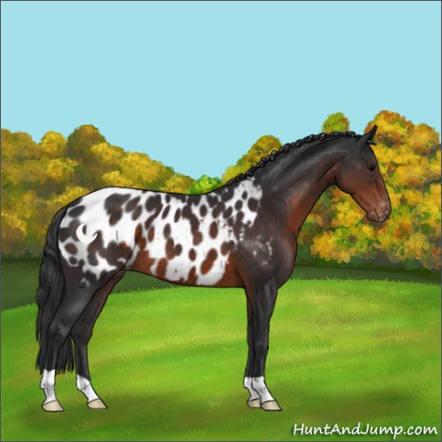 Horse Color:Brown Appaloosa 