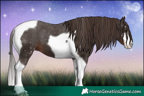Horse Color:White Spotted Liver Chestnut Tobiano Appaloosa 