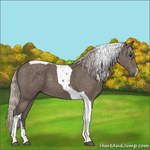 Horse Color:Silver Black Tobiano