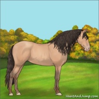 Horse Color:Sable Champagne 