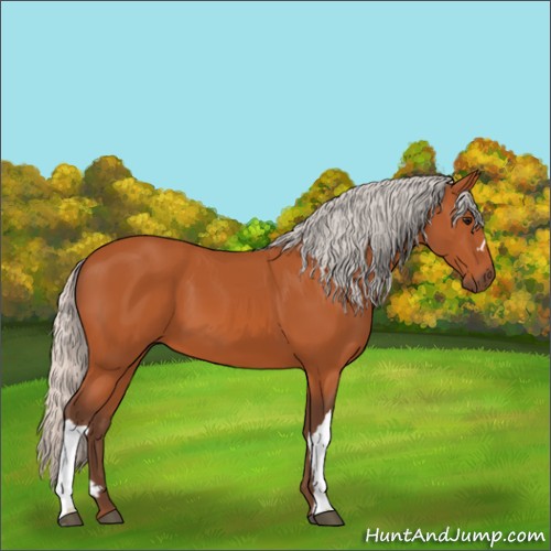 Horse Color:Silver Bay 