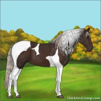 Horse Color:Silver Brown Tobiano 
