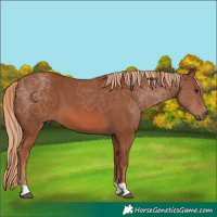 Horse Color:Chestnut 