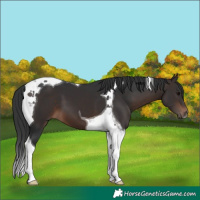 Horse Color:Brown Tobiano 