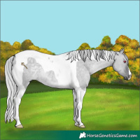 Horse Color:Silver Grullo Chinchilla Tobiano 