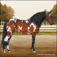 Horse Color:White Spotted Bay 