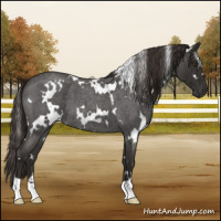Horse Color:White Spotted Liver Red Roan 
