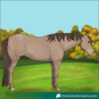 Horse Color:Classic Champagne Rabicano