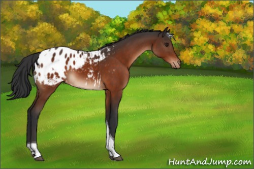 Horse Color:Brown Tobiano Appaloosa 