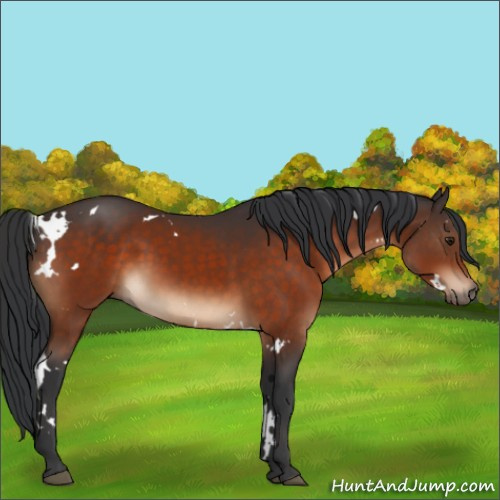 Horse Color:White Spotted Brown