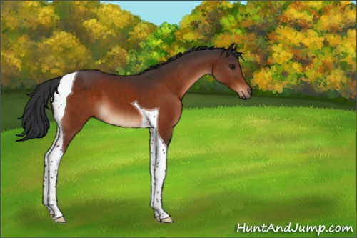 Horse Color:Brown Tobiano 