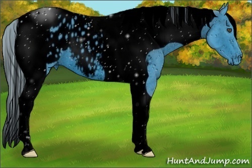 Horse Color:ERROR: UNKNOWN ANOMALY