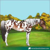 Horse Color:Brown Tobiano Appaloosa 