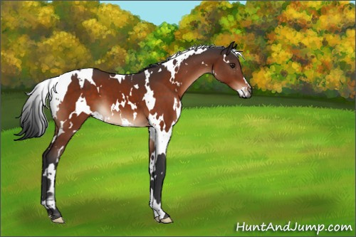 Horse Color:White Spotted Brown 
