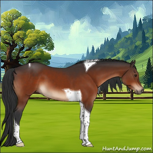 Horse Color:Brown Tobiano