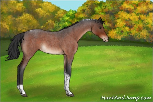 Horse Color:Brown Roan Tobiano Appaloosa 