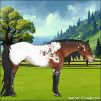 Horse Color:White Spotted Brown Appaloosa 