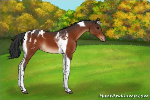 Horse Color:Brown Tobiano Appaloosa 