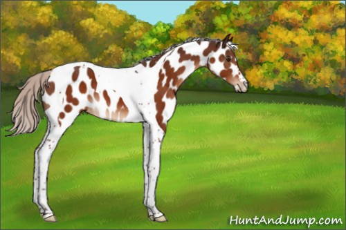Horse Color:Silver Brown Tobiano Appaloosa 