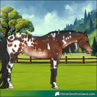 Horse Color:White Spotted Brown Appaloosa 