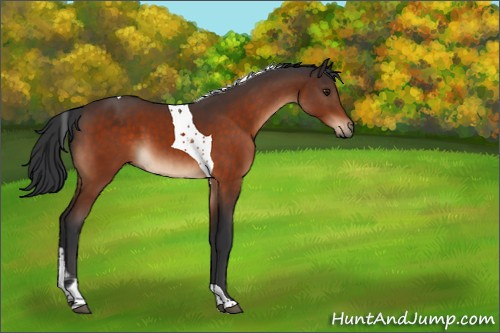 Horse Color:Brown Tobiano 
