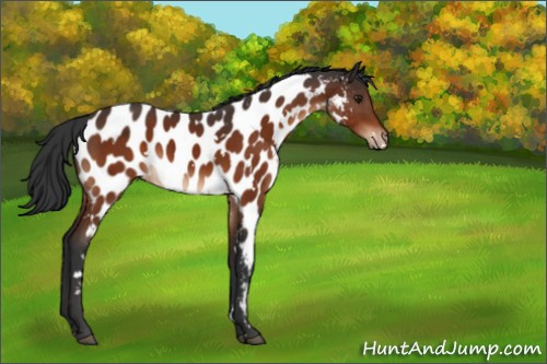 Horse Color:White Spotted Brown Appaloosa 