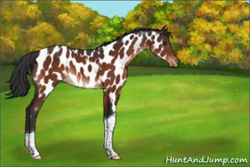Horse Color:Brown Tobiano Appaloosa 