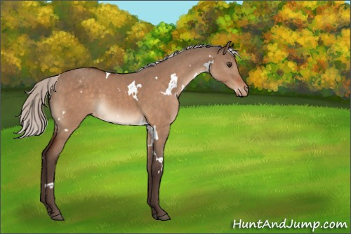 Horse Color:White Spotted Silver Brown Dun Appaloosa 