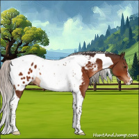 Horse Color:Silver Brown Tobiano Appaloosa 