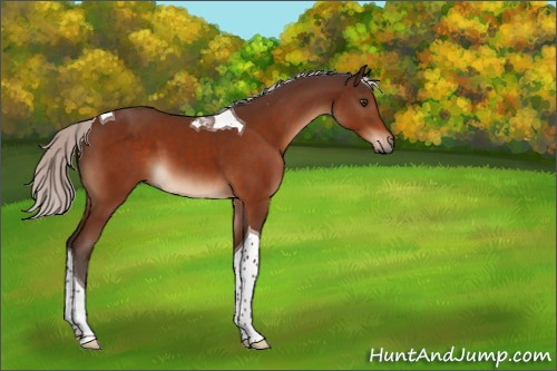 Horse Color:Silver Brown Tobiano 
