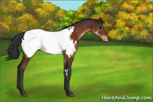 Horse Color:White Spotted Brown Appaloosa 