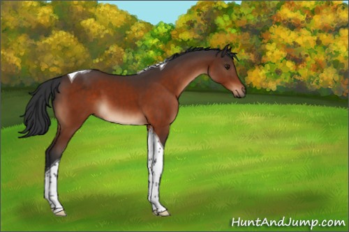 Horse Color:Brown Tobiano 