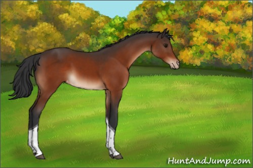 Horse Color:Bay Tobiano Appaloosa 