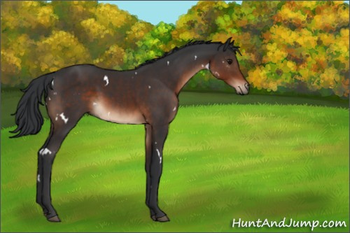 Horse Color:White Spotted Brown 