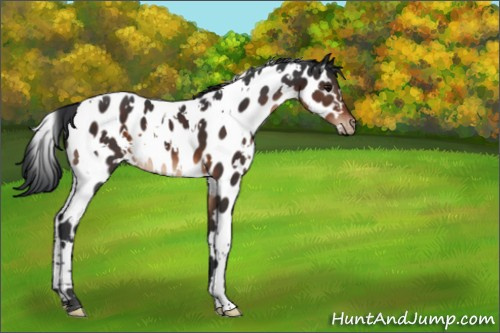 Horse Color:White Spotted Brown Appaloosa 