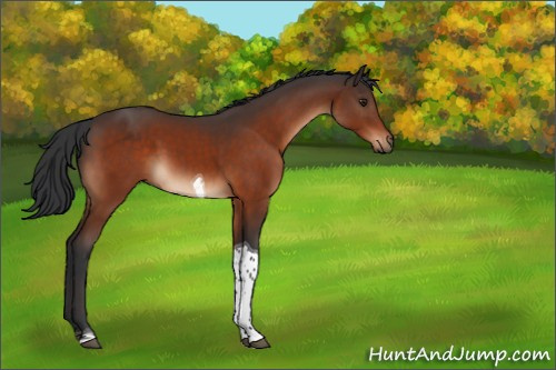 Horse Color:Brown Tobiano 