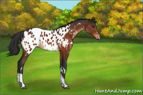 Horse Color:White Spotted Brown Tobiano Appaloosa 